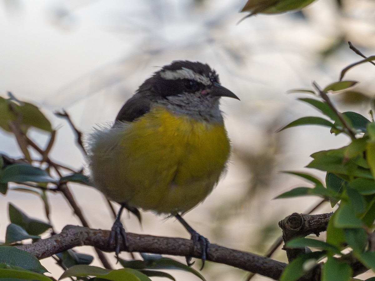 Bananaquit - ML647302175