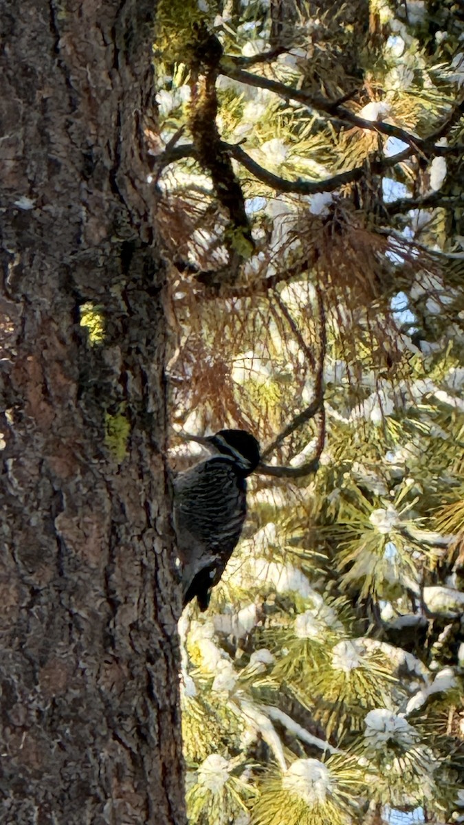 Black-backed Woodpecker - ML647302181