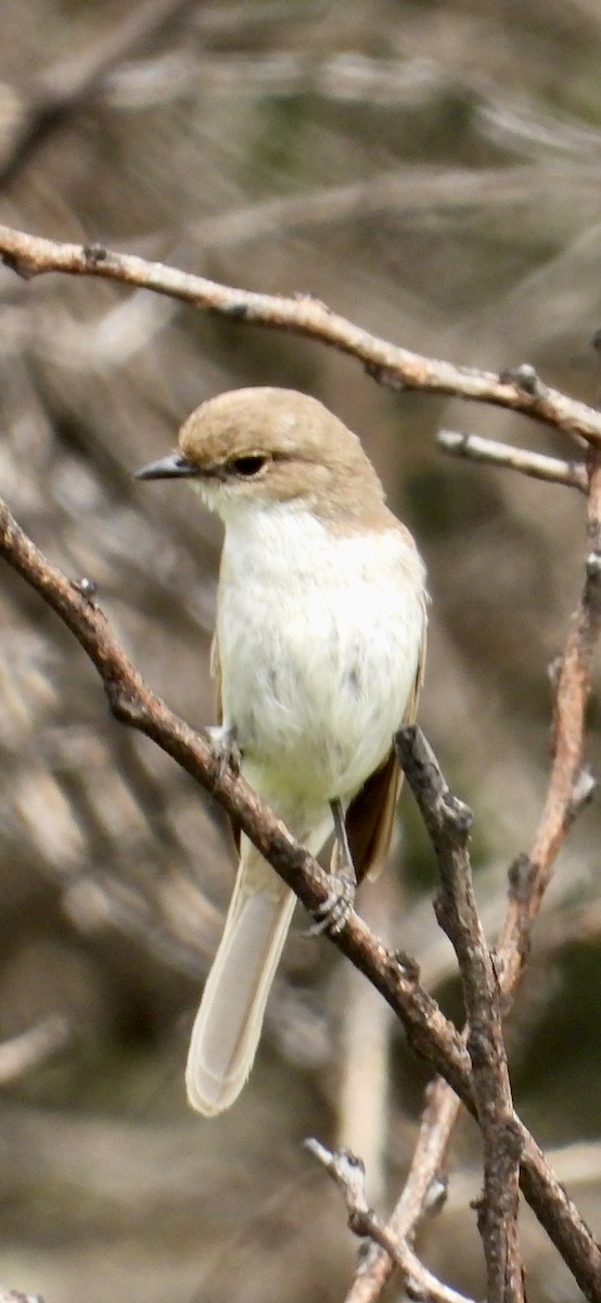 Marico Flycatcher - ML647302185