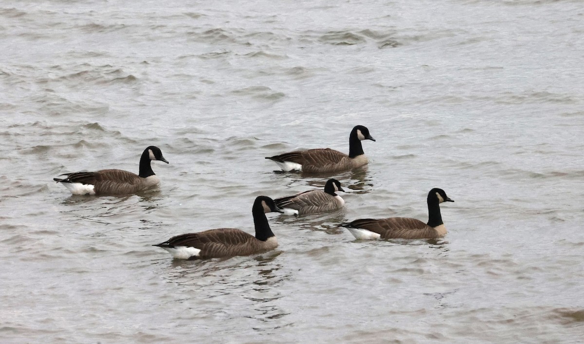 Cackling Goose - ML647302194