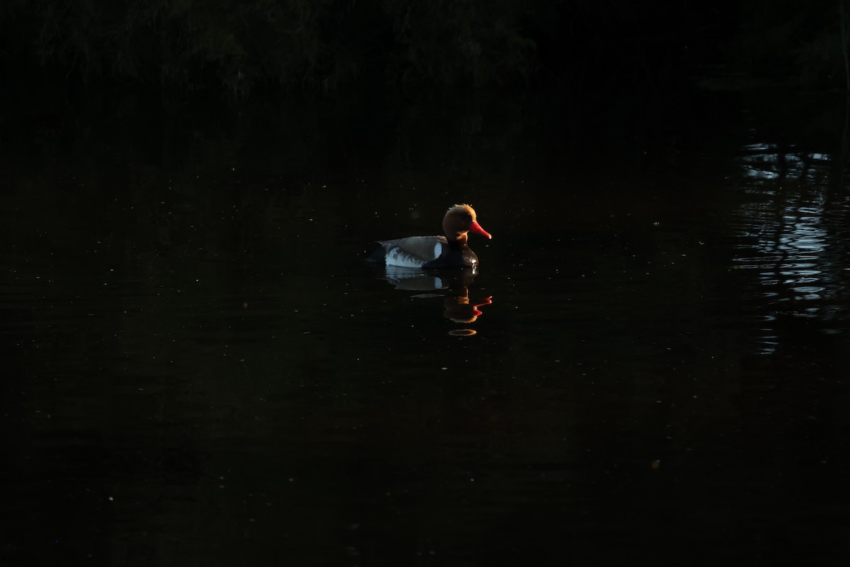 Red-crested Pochard - ML647302199