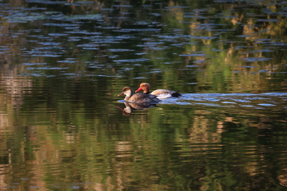 Red-crested Pochard - ML647302213