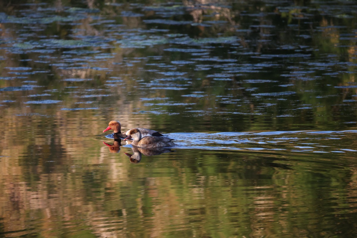 Red-crested Pochard - ML647302215
