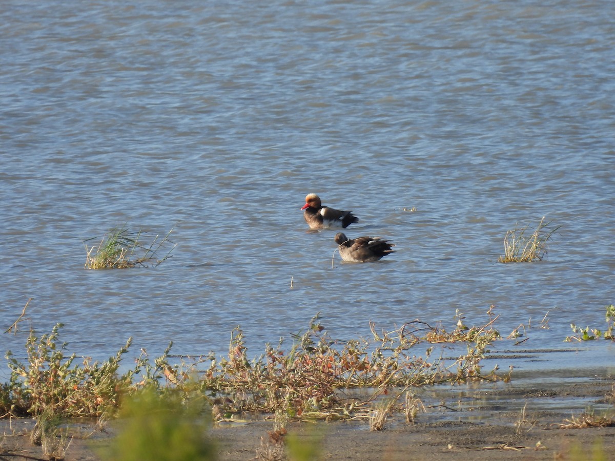 Red-crested Pochard - ML647302216