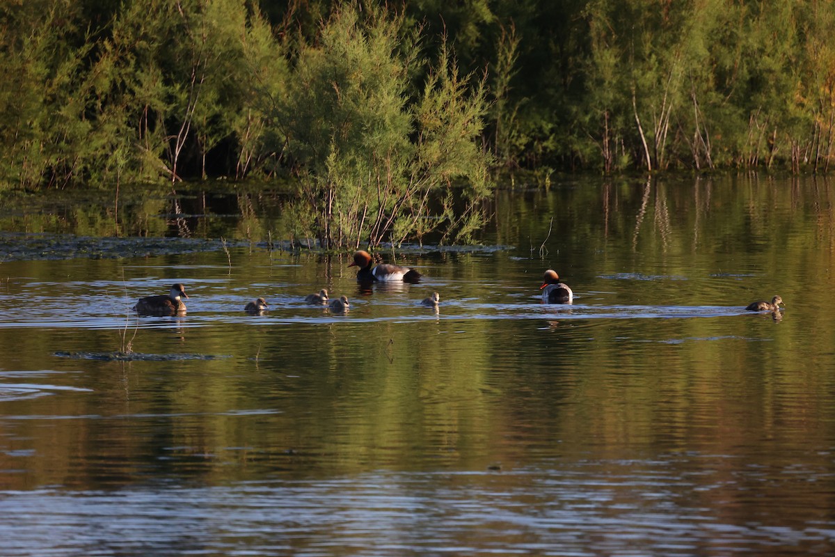 Red-crested Pochard - ML647302217