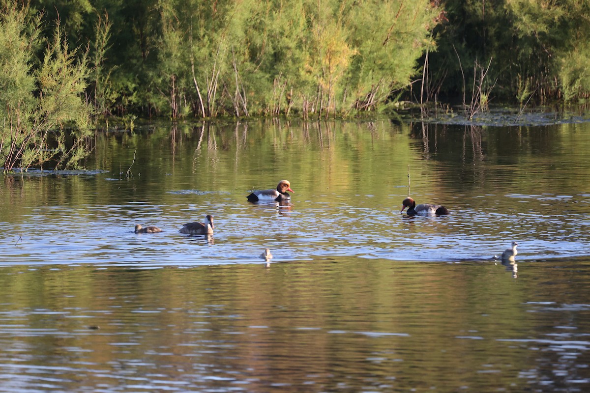 Red-crested Pochard - ML647302218