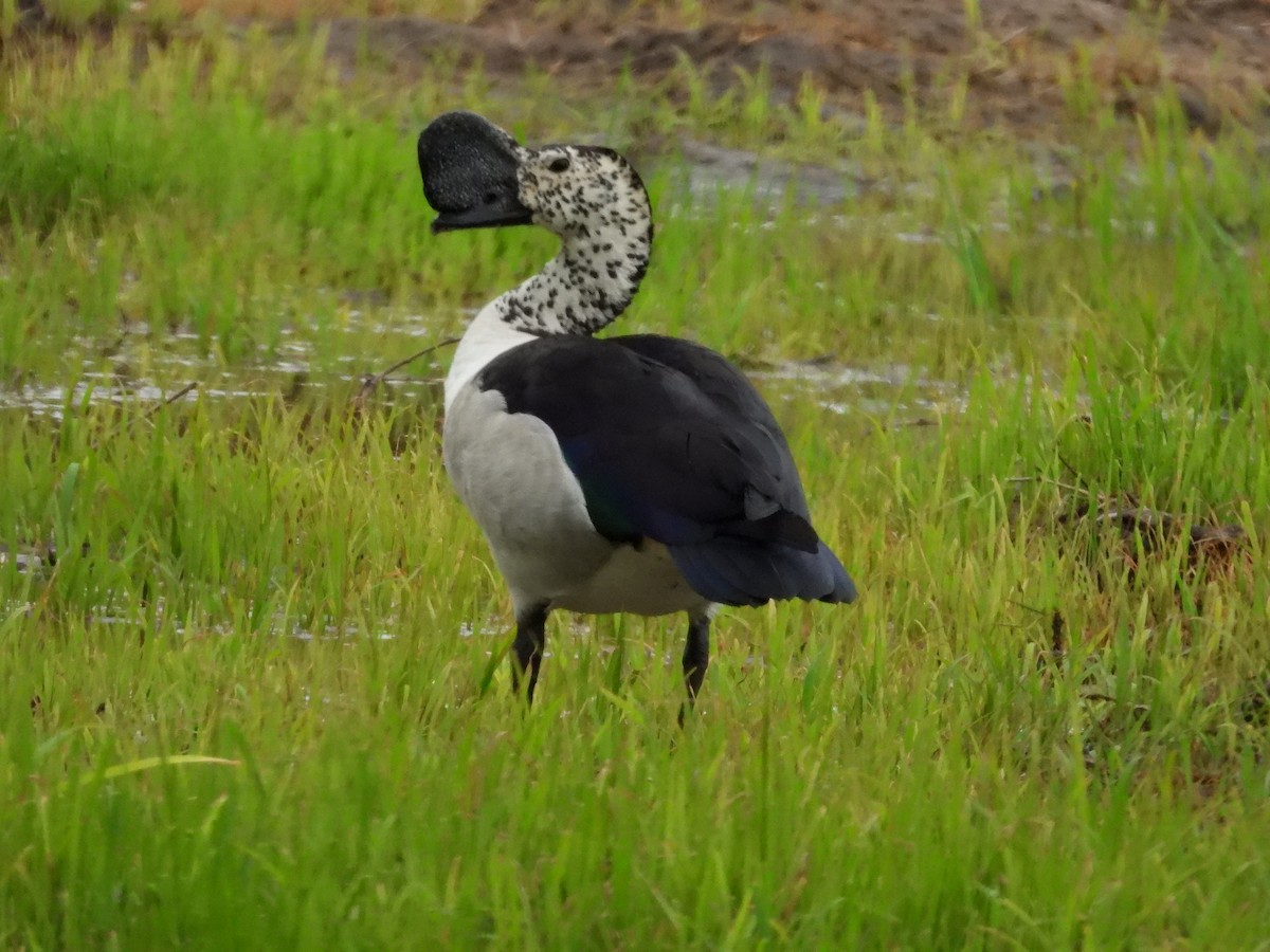 kamand - ML647302237