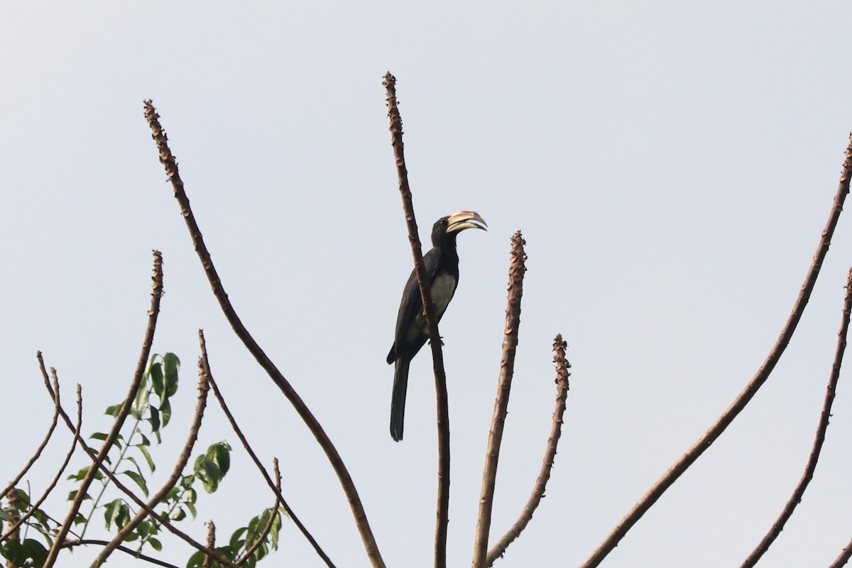 West African Pied Hornbill - ML647302247