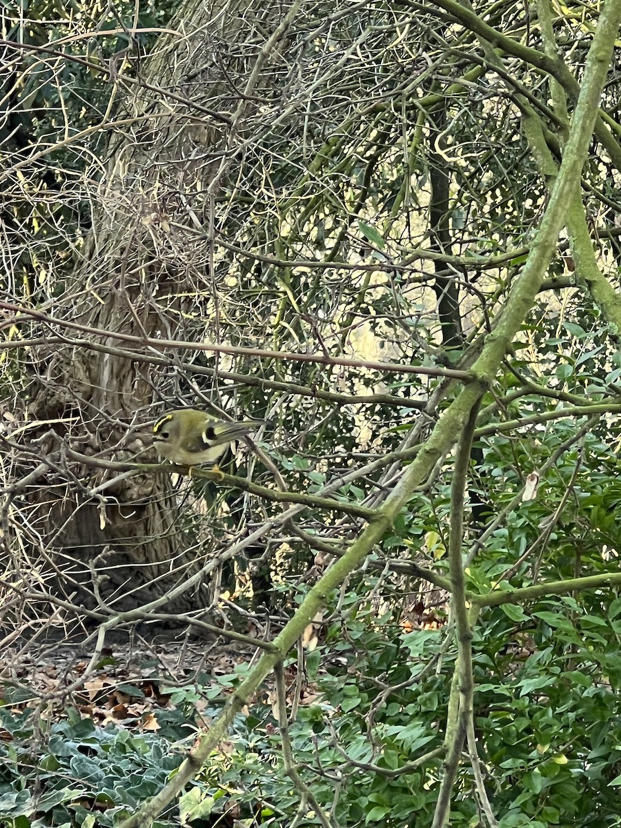 králíček obecný - ML647302274