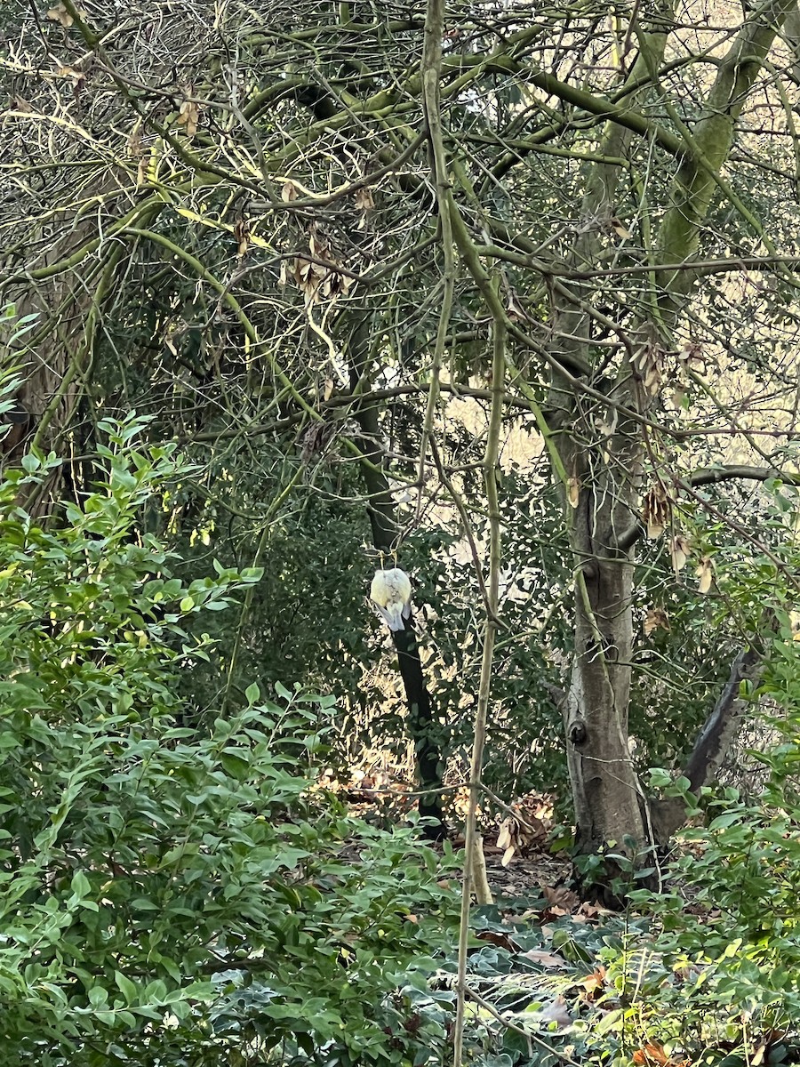 králíček obecný - ML647302275