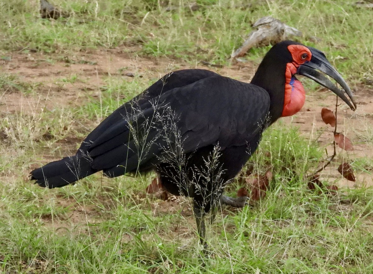 Southern Ground-Hornbill - ML647302286