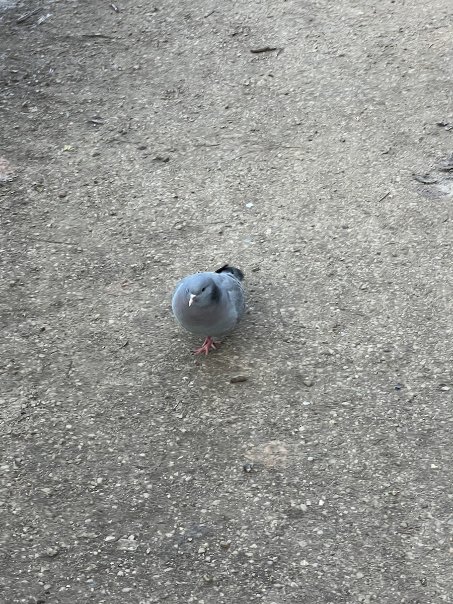 holub doupňák - ML647302288