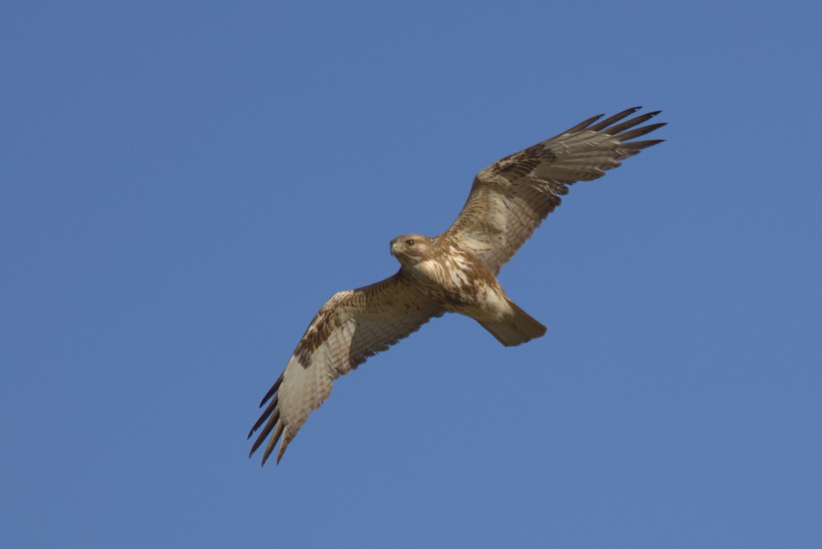 Мохноногий курганник - ML647302325