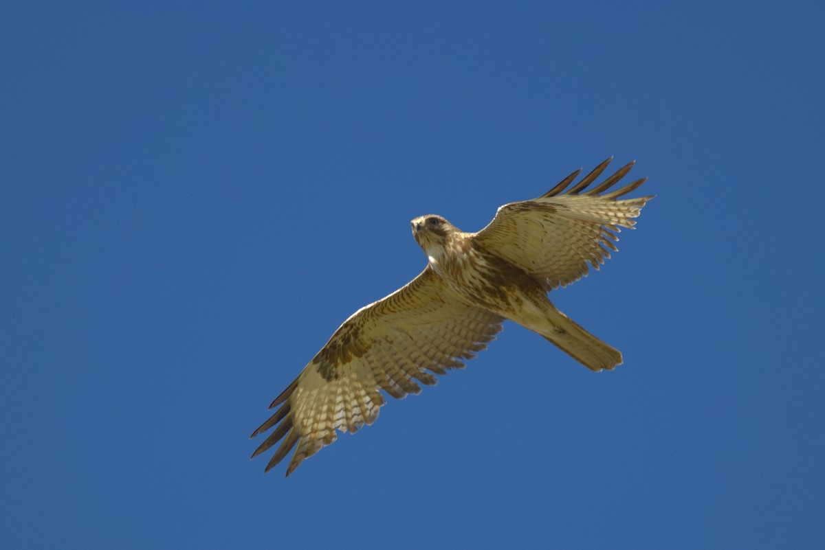 Мохноногий курганник - ML647302326