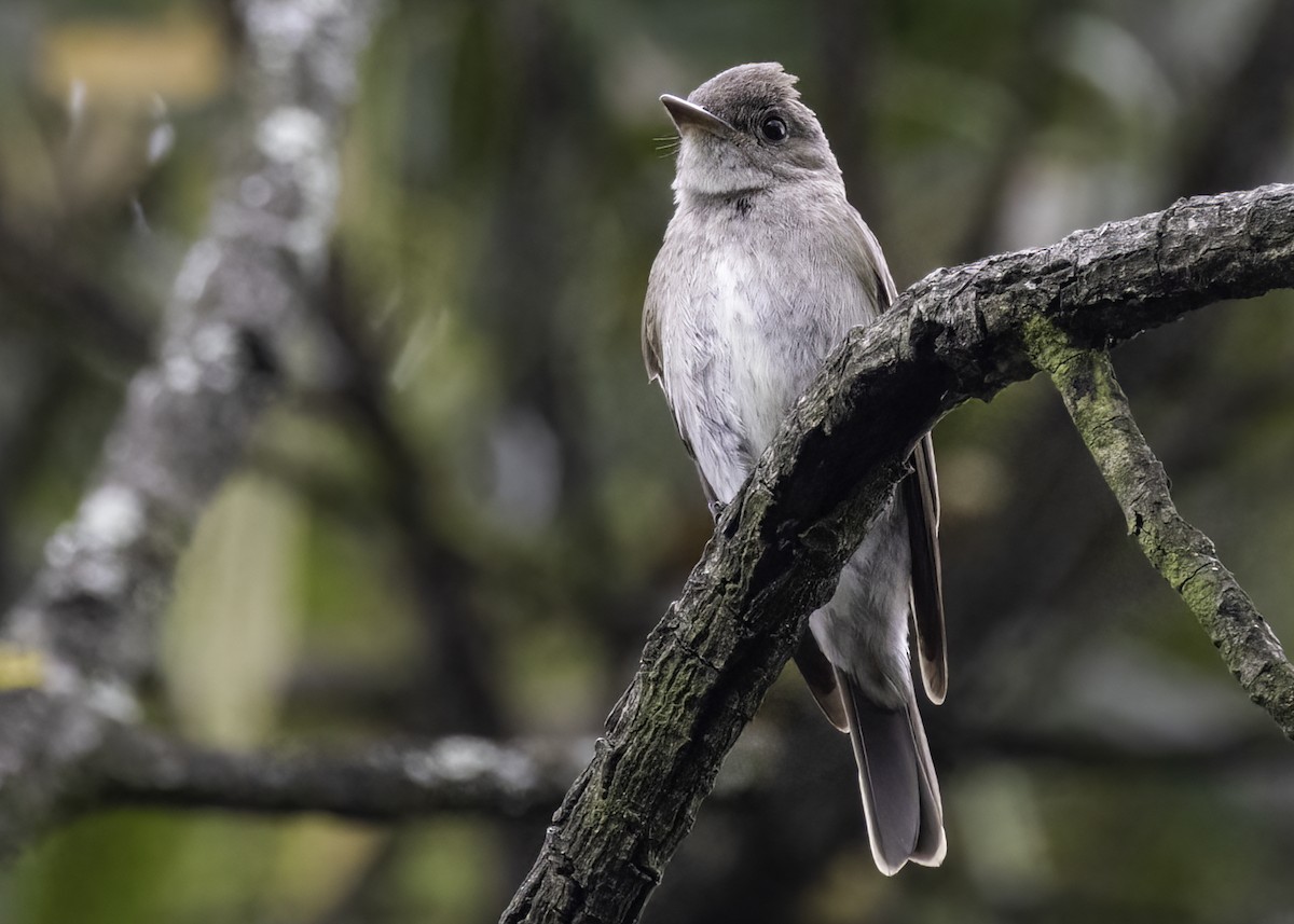 Eastern Wood-Pewee - ML647302339