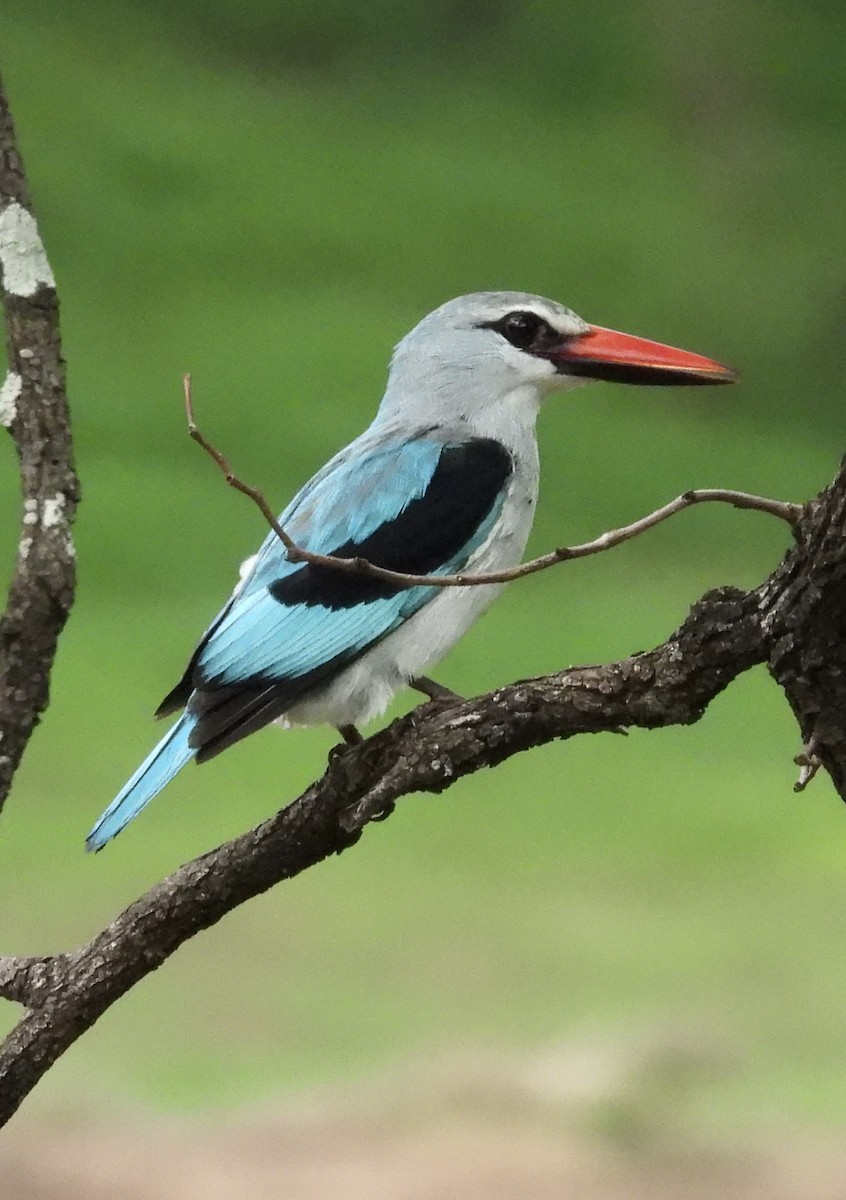 Woodland Kingfisher - ML647302346
