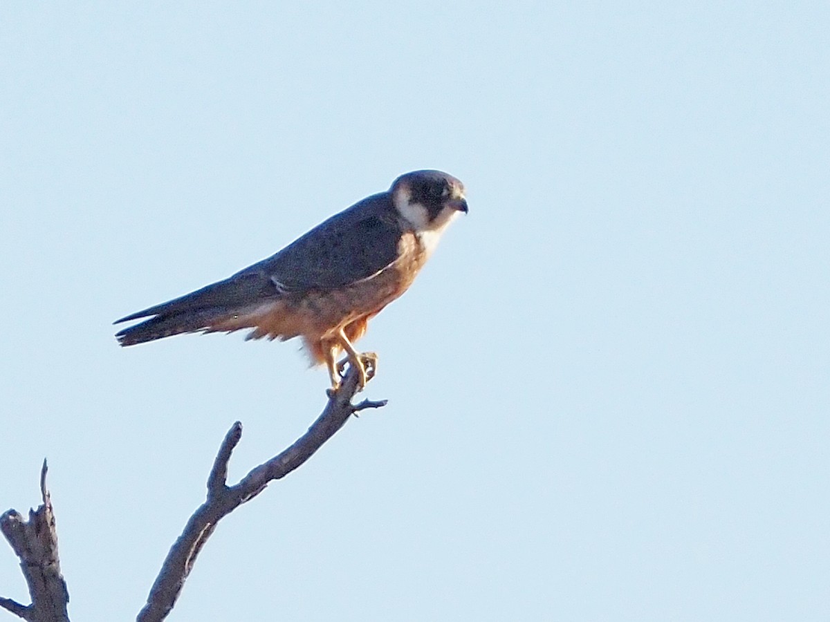 Australian Hobby - ML647302353