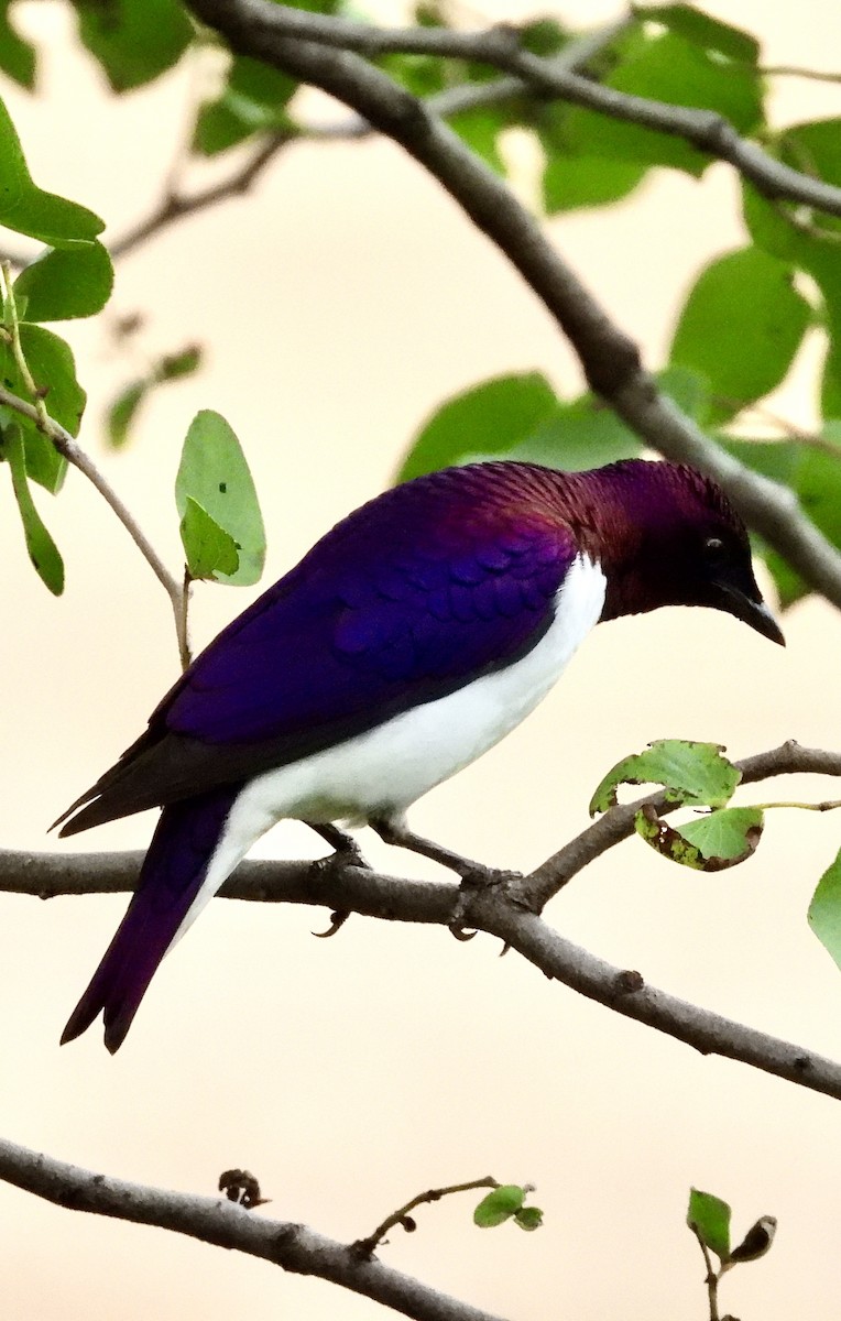 זרזיר סגול - ML647302366