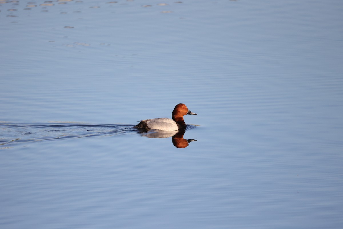Common Pochard - ML647302377