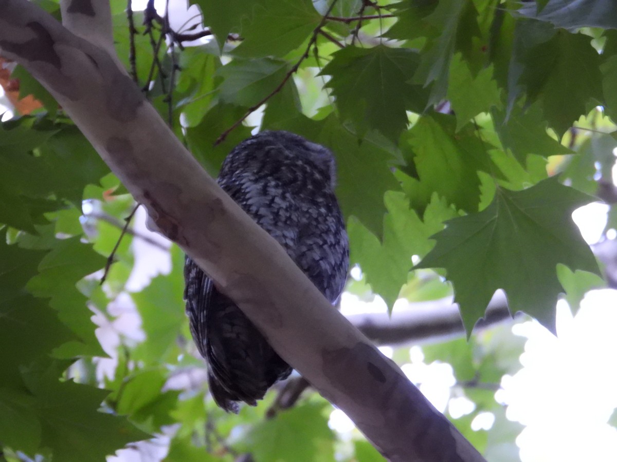 kattugle - ML647302379