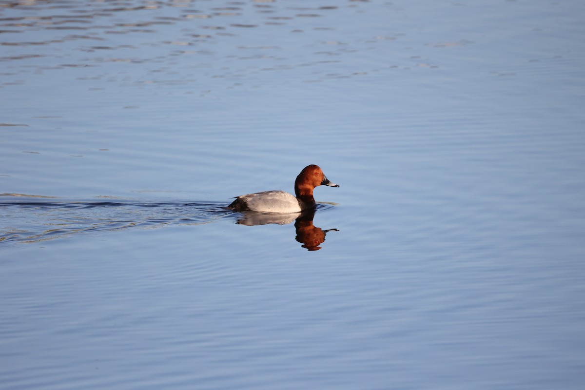 Common Pochard - ML647302381