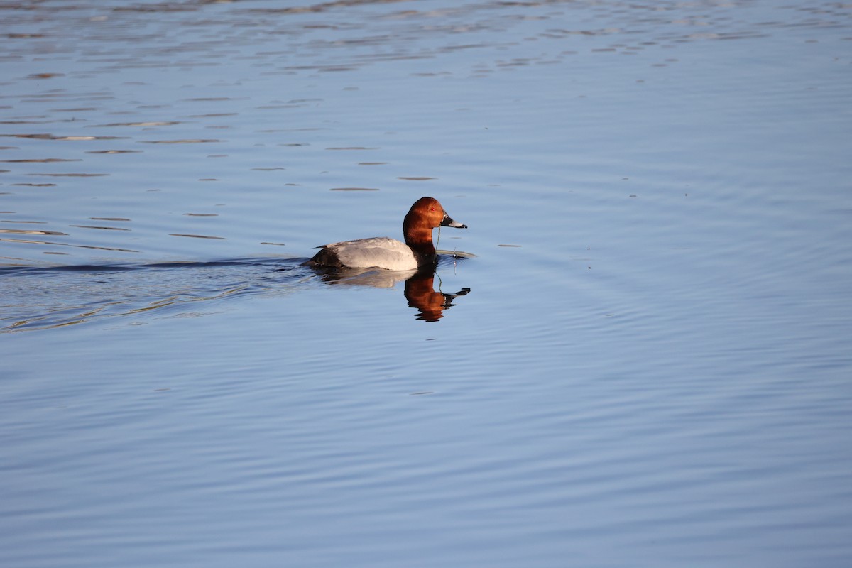 Common Pochard - ML647302382