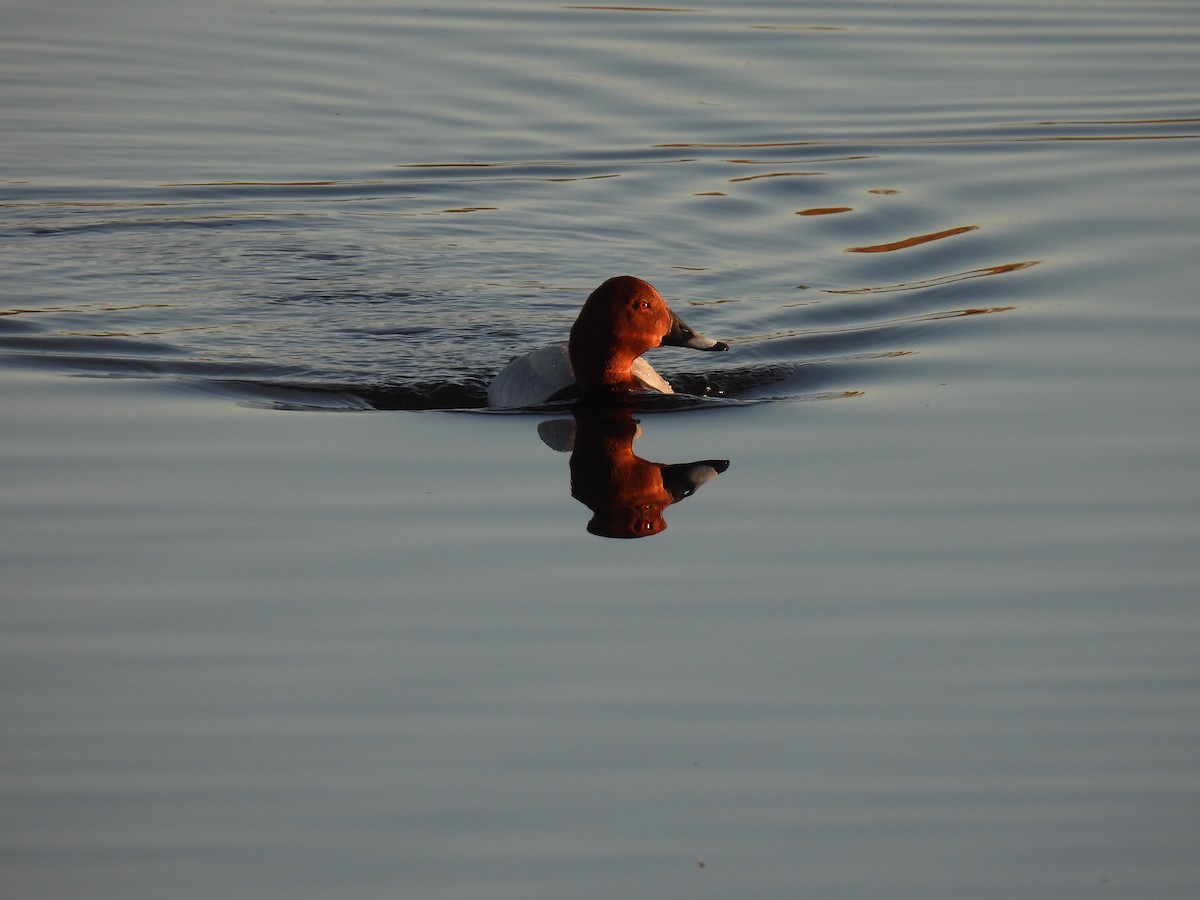 Common Pochard - ML647302385