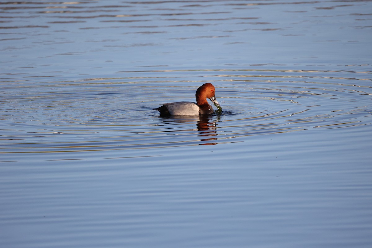 Common Pochard - ML647302387