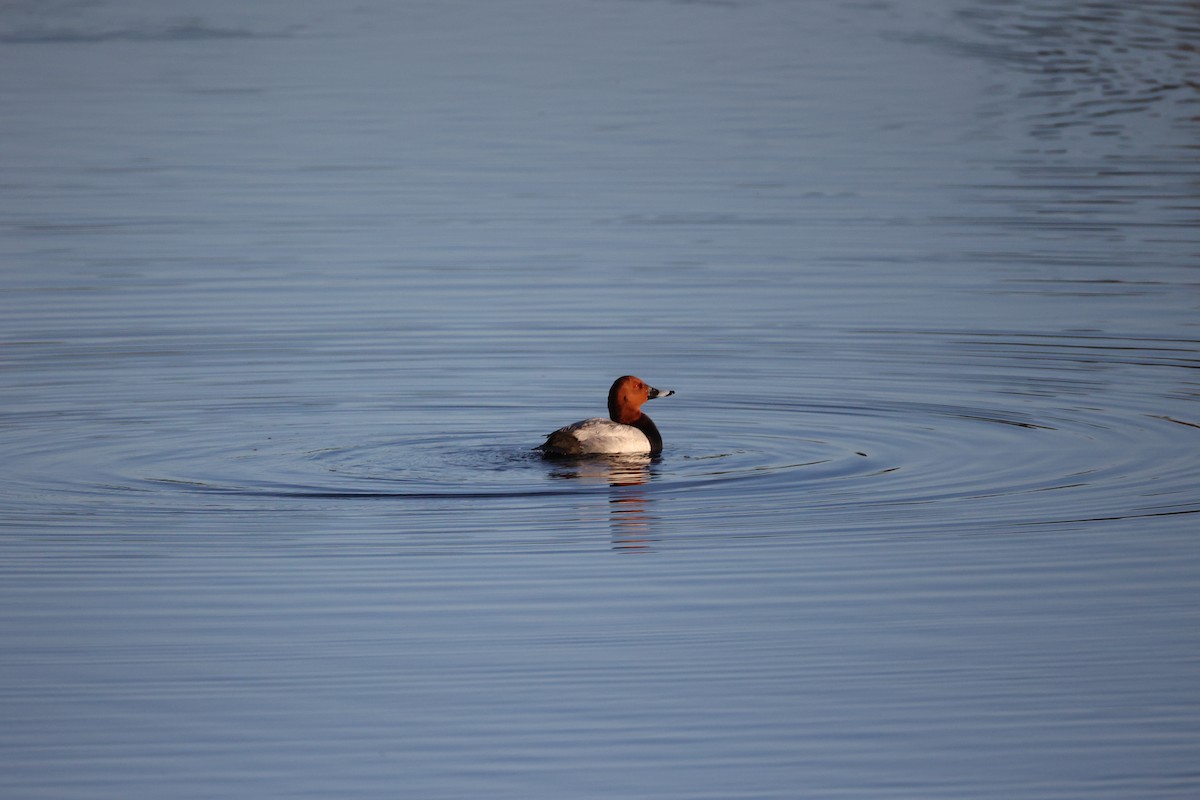 Common Pochard - ML647302388