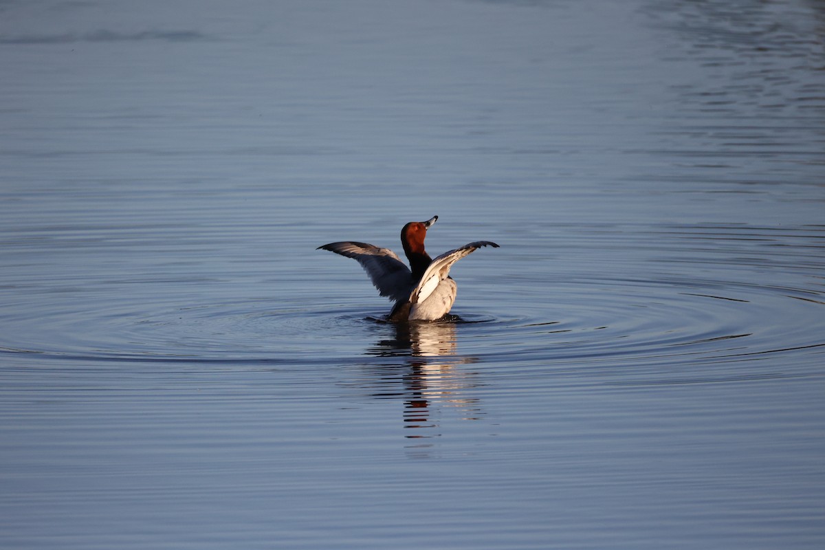 Common Pochard - ML647302389