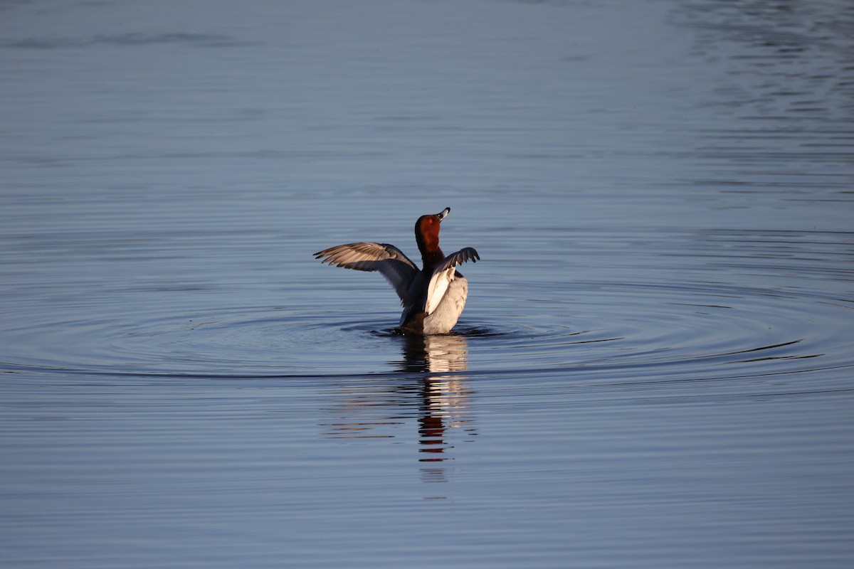 Common Pochard - ML647302390