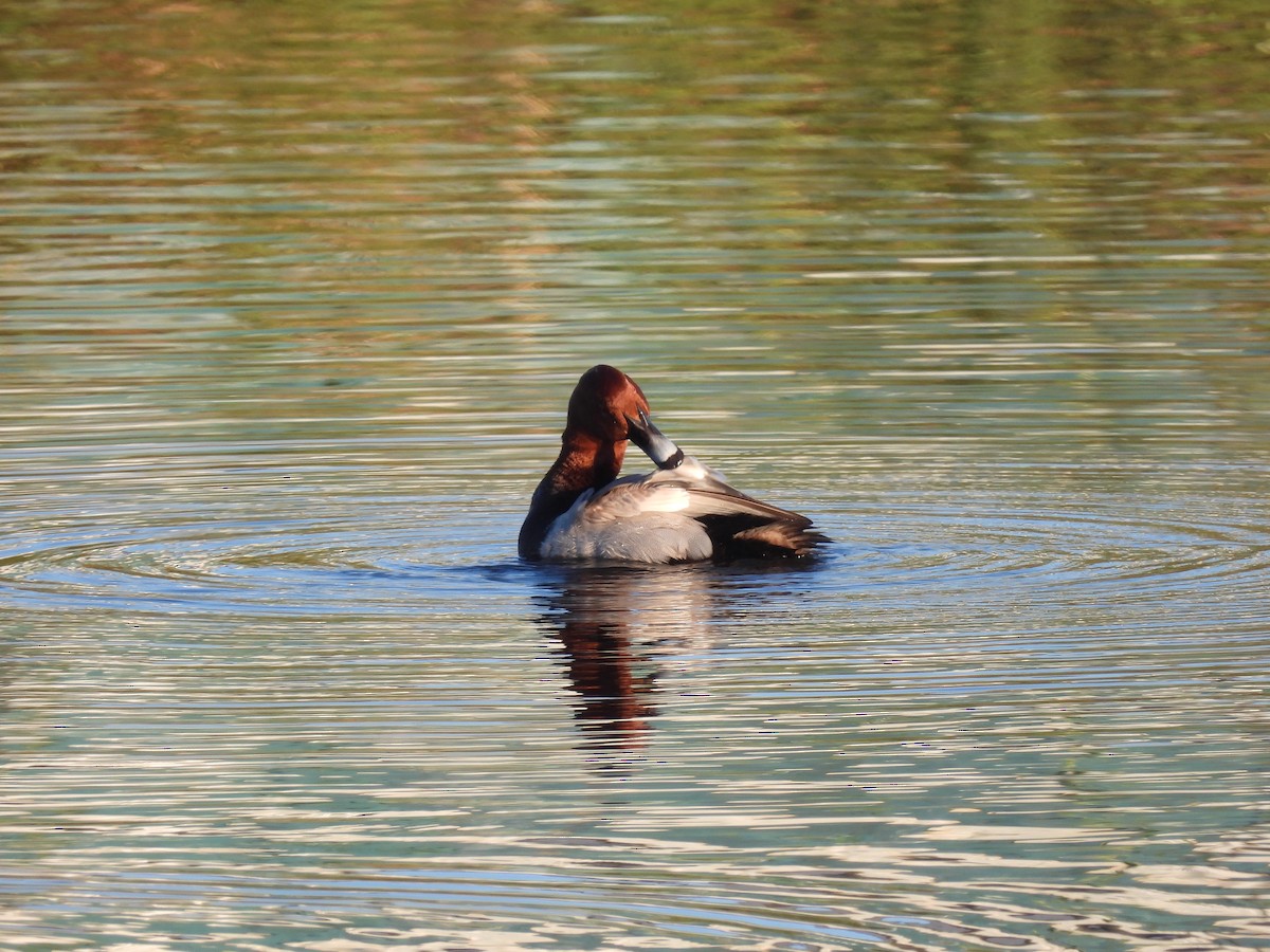 Common Pochard - ML647302391