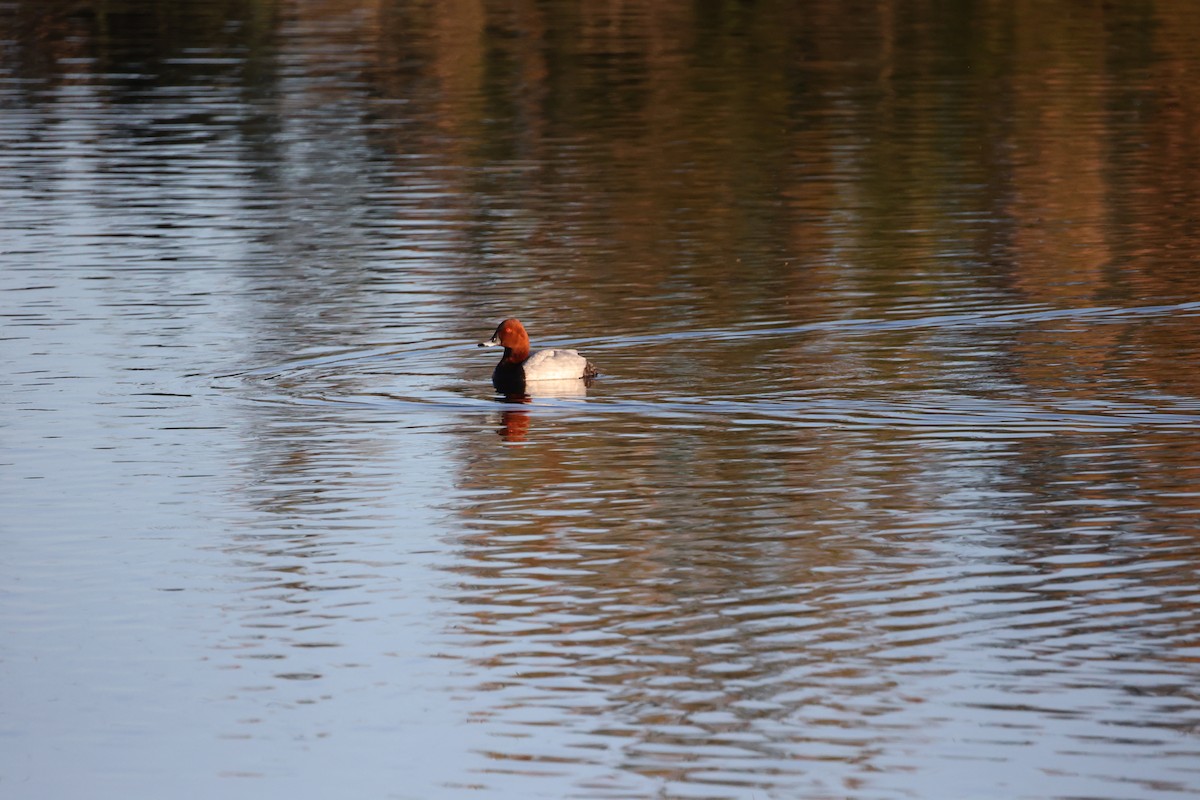 Common Pochard - ML647302392