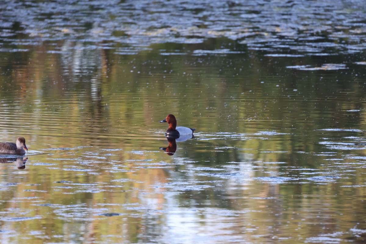 Common Pochard - ML647302393