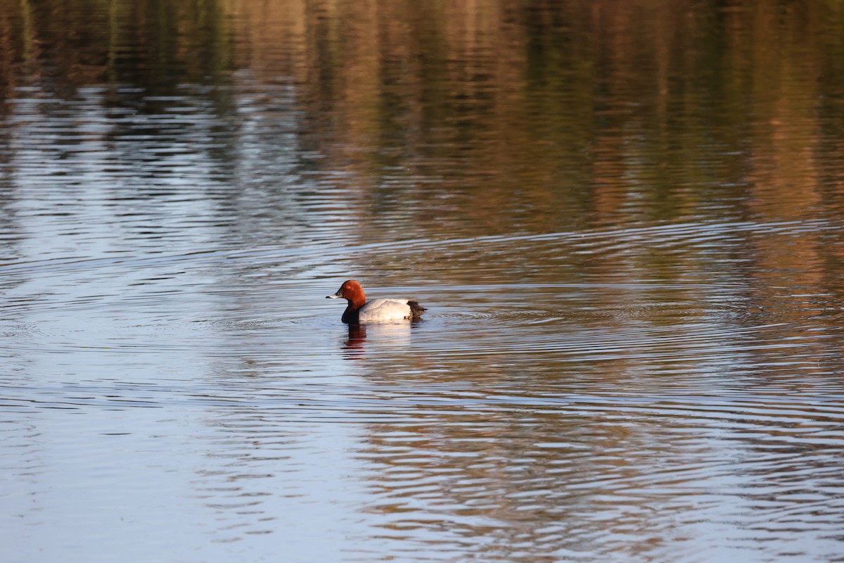 Common Pochard - ML647302394