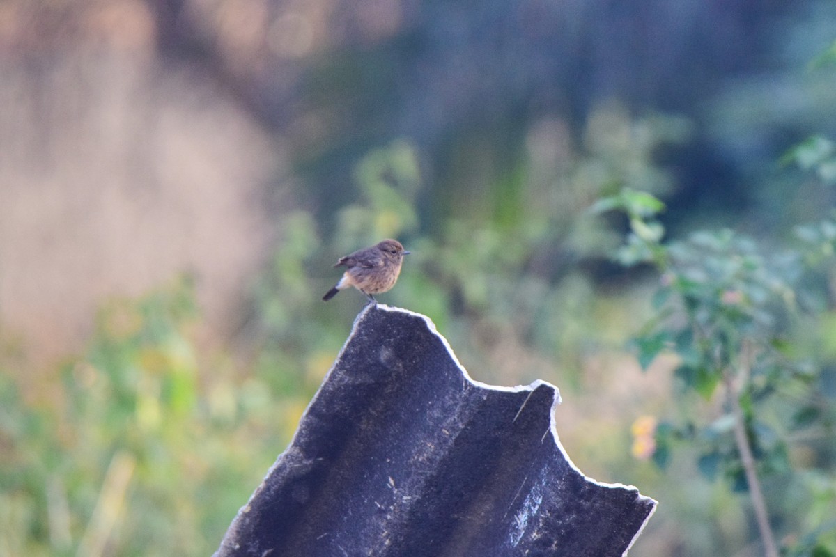 Pied Bushchat - ML647302399