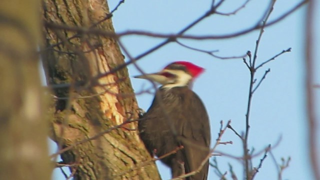 Pileated Woodpecker - ML647302400