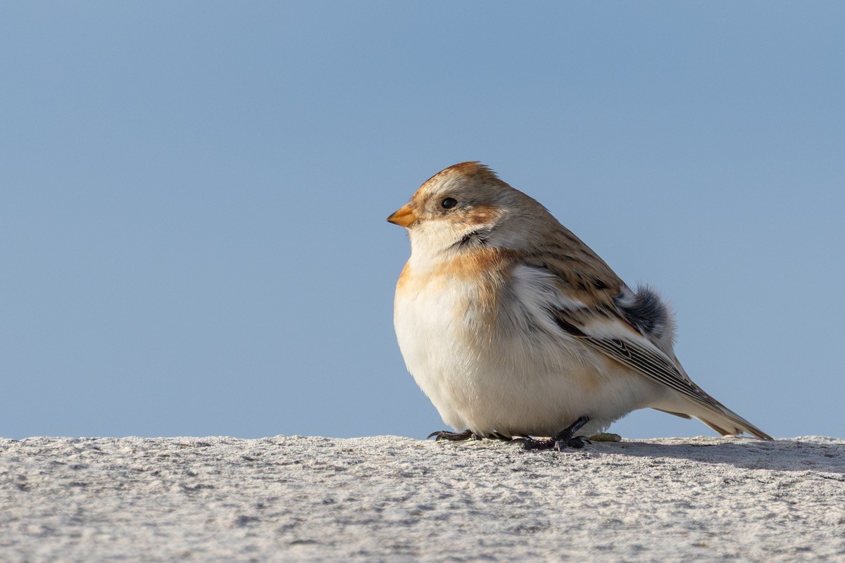 Snow Bunting - ML647302401