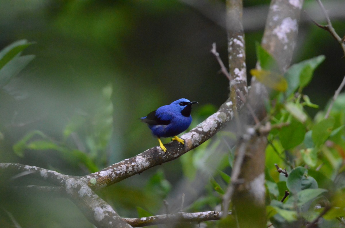 Shining Honeycreeper - ML647302403