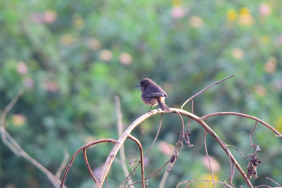 Pied Bushchat - ML647302404