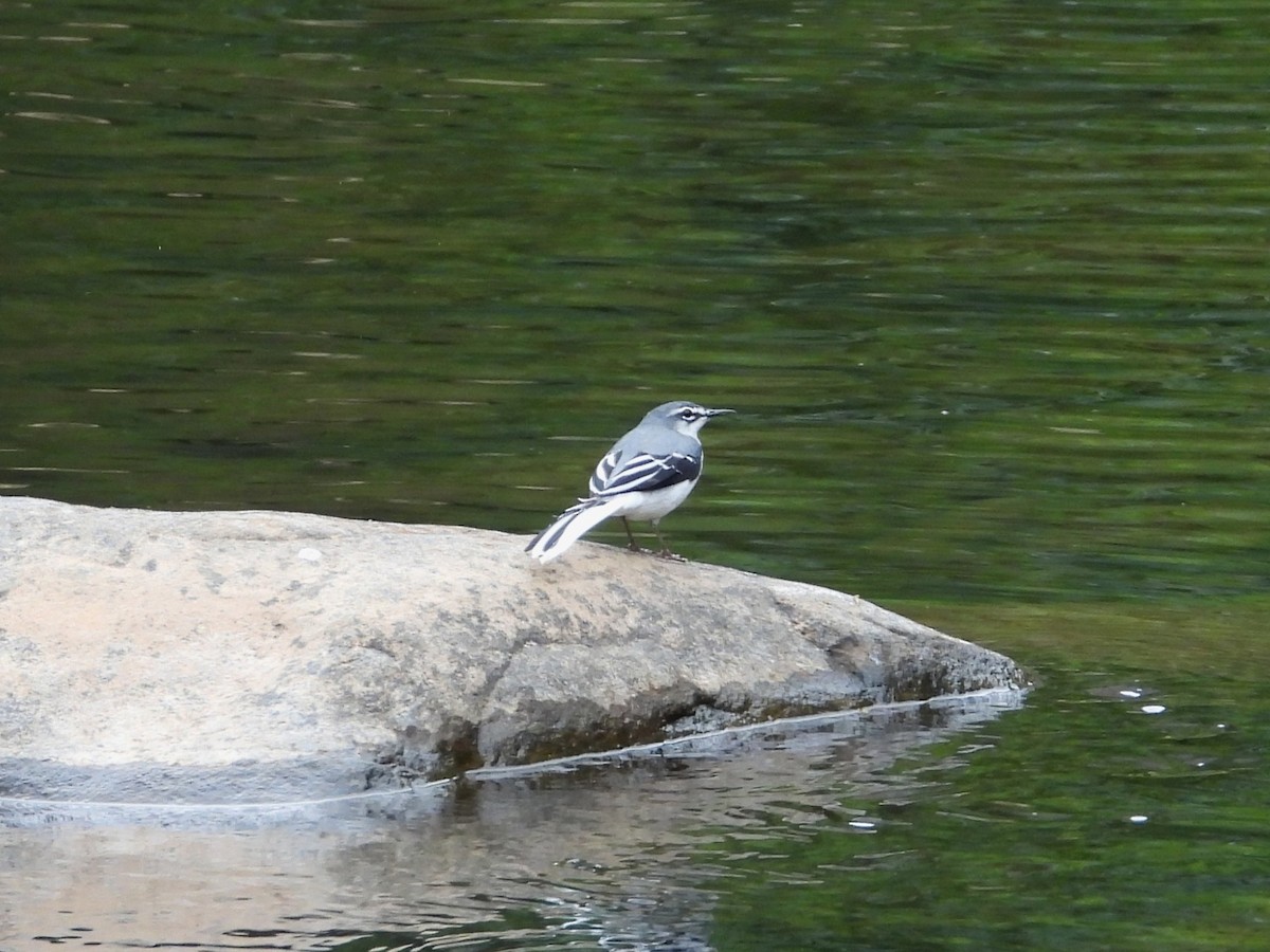 Mountain Wagtail - ML647302405