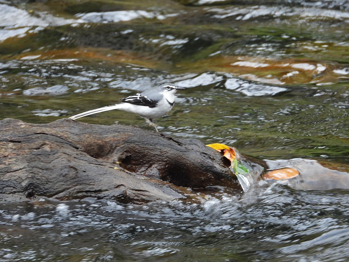 Mountain Wagtail - ML647302407