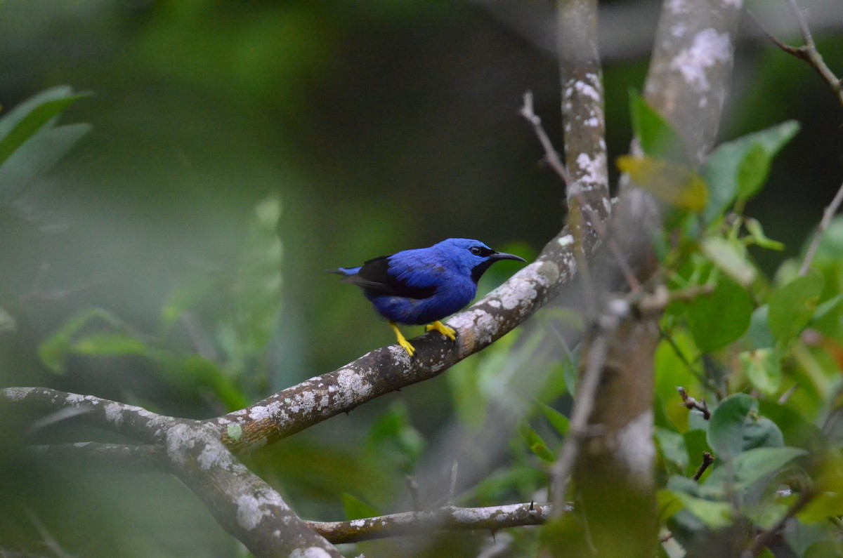 Shining Honeycreeper - ML647302408