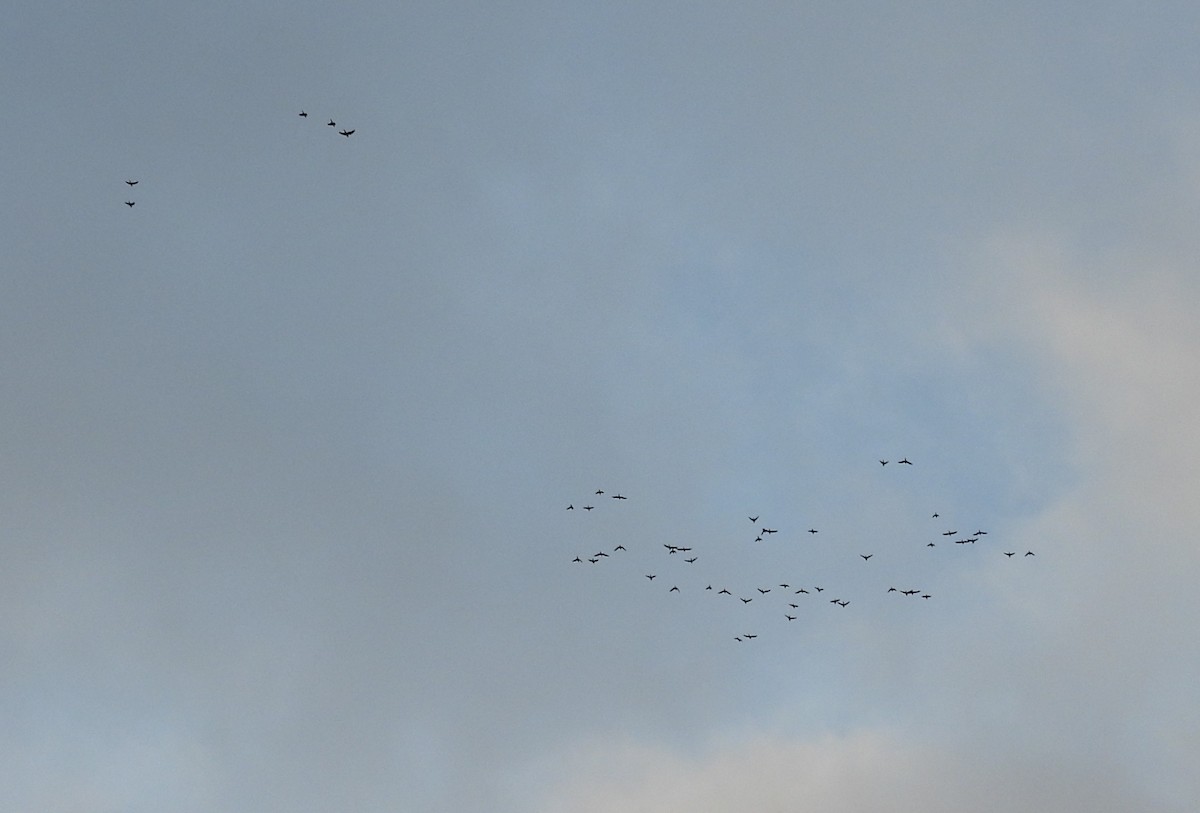 Mitred Parakeet - ML647302409