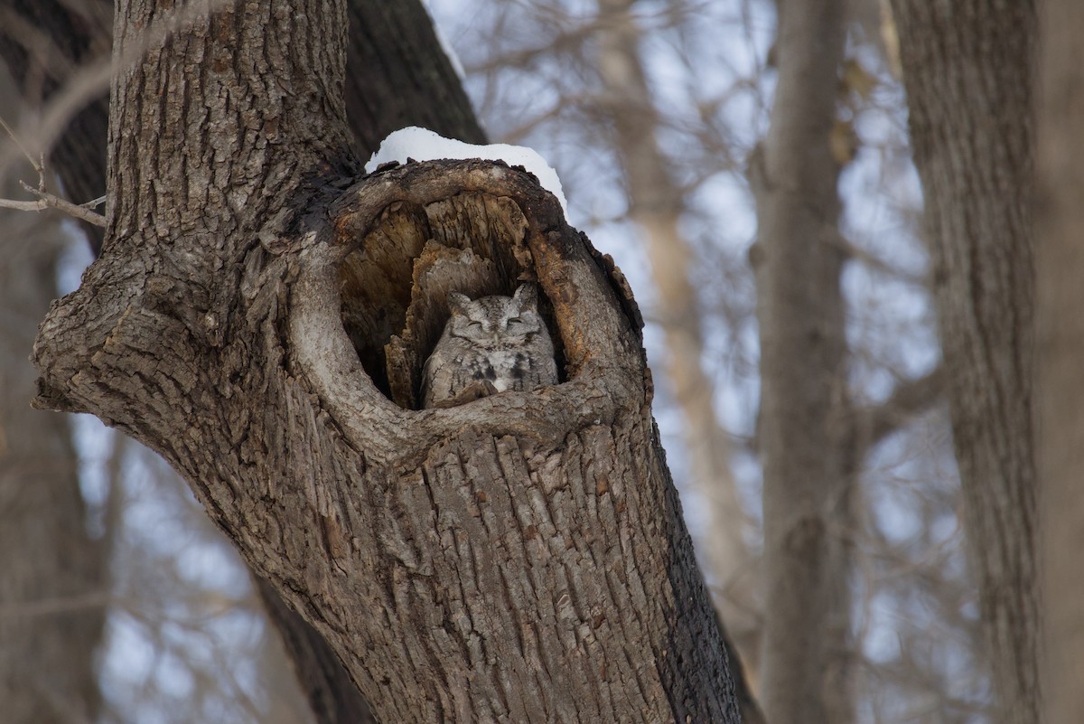 Eastern Screech-Owl - ML647302410