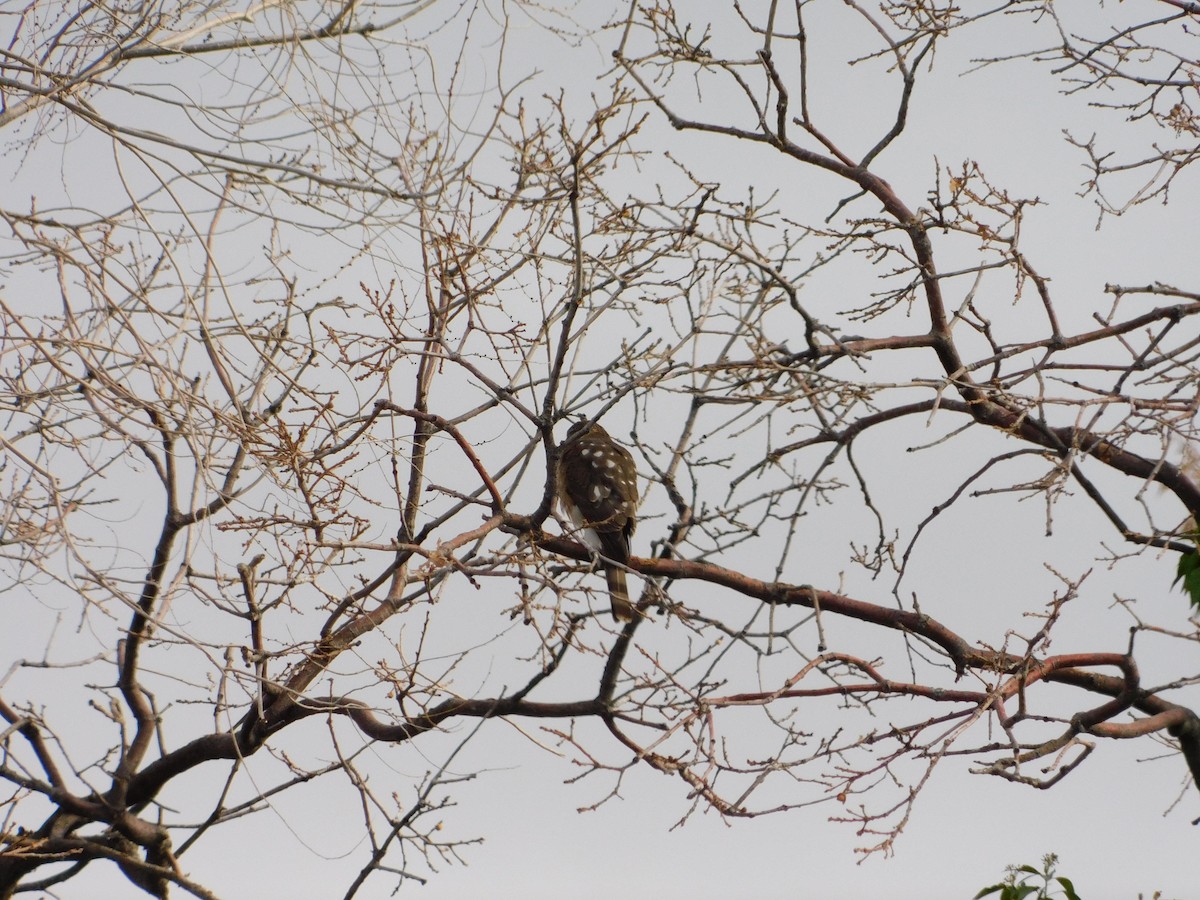 Cooper's Hawk - ML647302411
