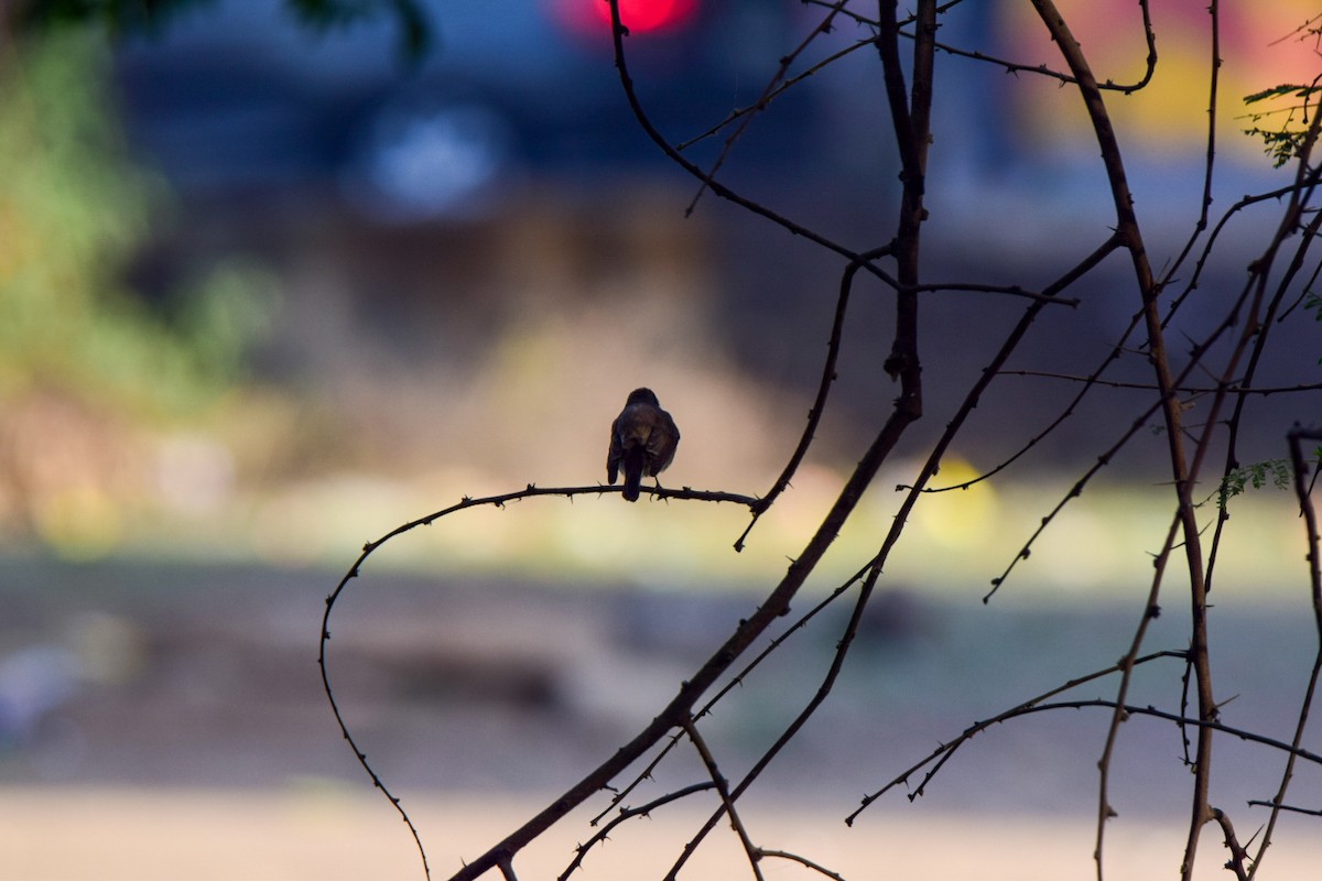 Red-breasted Flycatcher - ML647302412