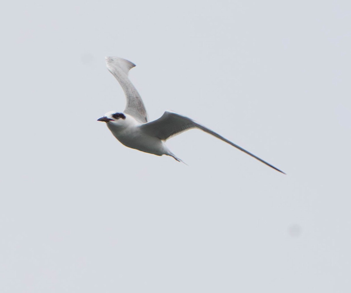 Forster's Tern - ML647302415