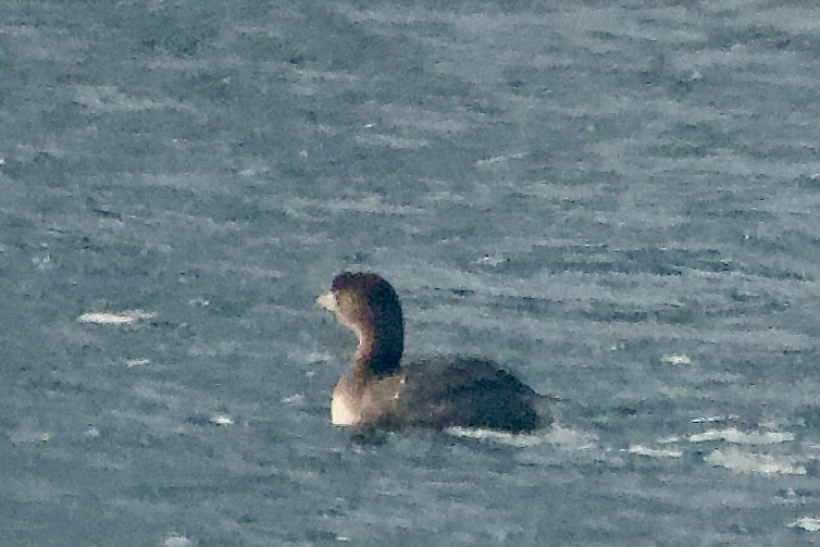 Pied-billed Grebe - ML647302416