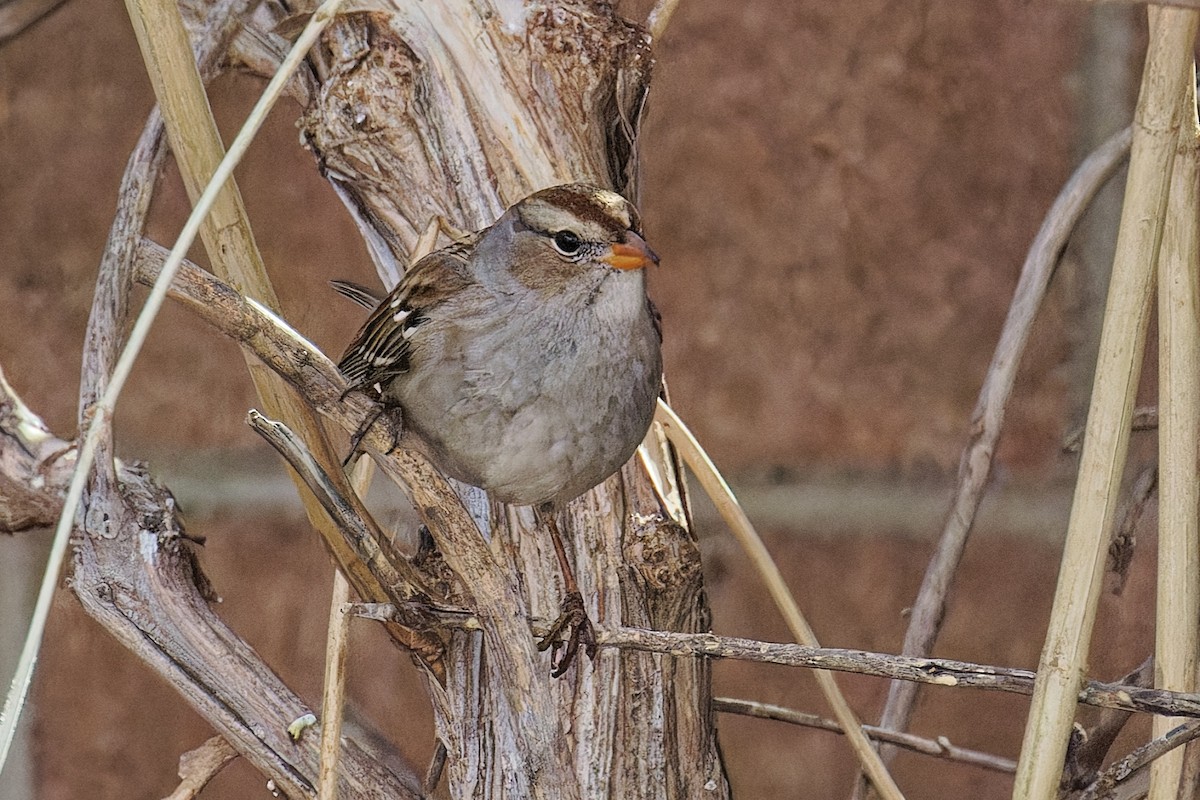 White-crowned Sparrow (Gambel's) - ML647302435
